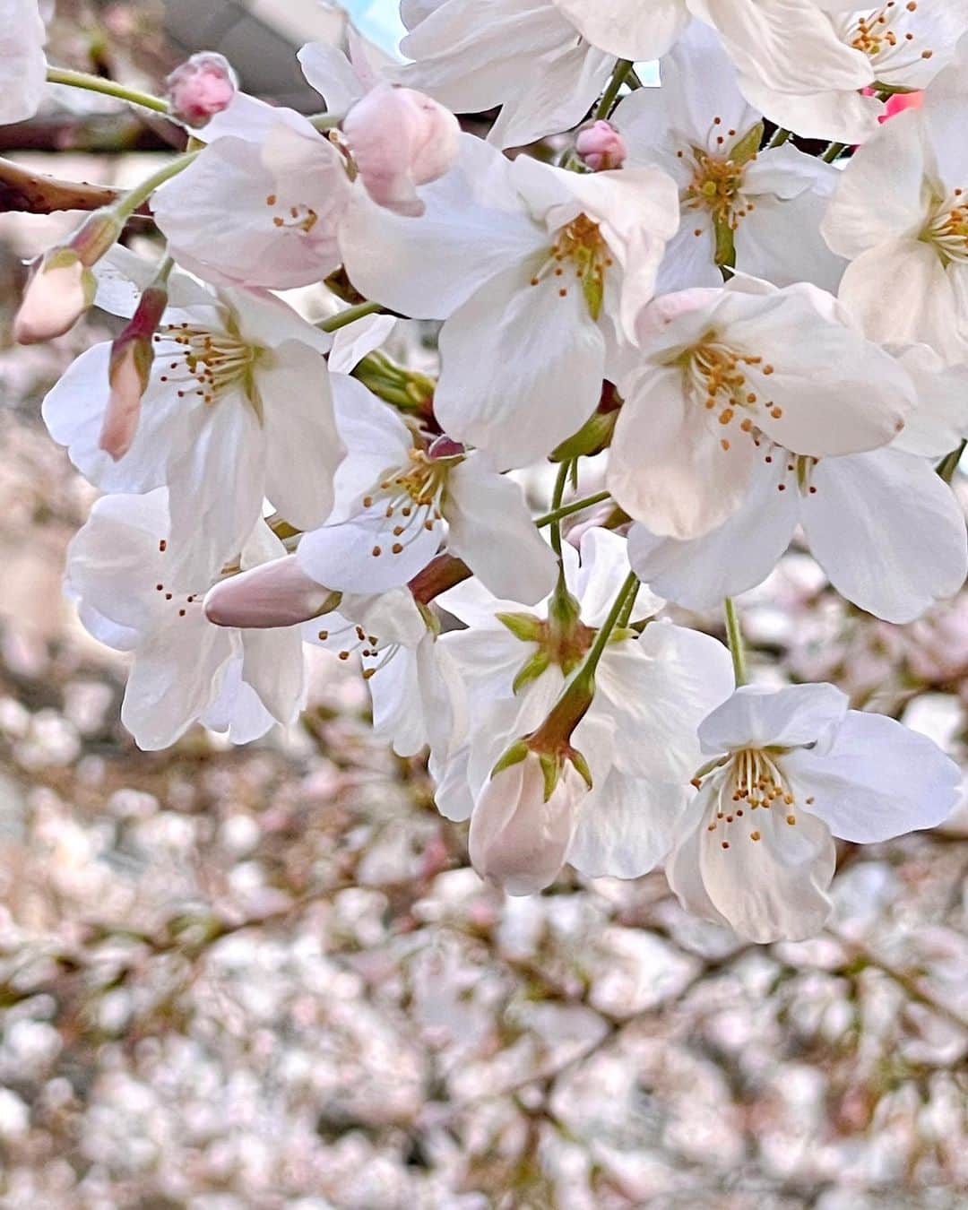 松岡里枝さんのインスタグラム写真 - (松岡里枝Instagram)「桜🌸満開ですね🥰  写真は少し前のなので、まだ咲き始めの時🌸  @efla_official の新作シャツワンピースは さらっと着られて、ゆったりしててお気に入り🤍  襟を後ろに抜いたり 袖をまくったりして抜け感を出して着るのがおすすめです💕  写真で着てるのはベージュで、 ホワイト、ベージュ、ブルーがあります🥰  S.Mサイズ展開で¥22,000 即日発送で再入荷中です💓  #桜 #お散歩 #シャツワンピース #」3月27日 12時38分 - okarie1023