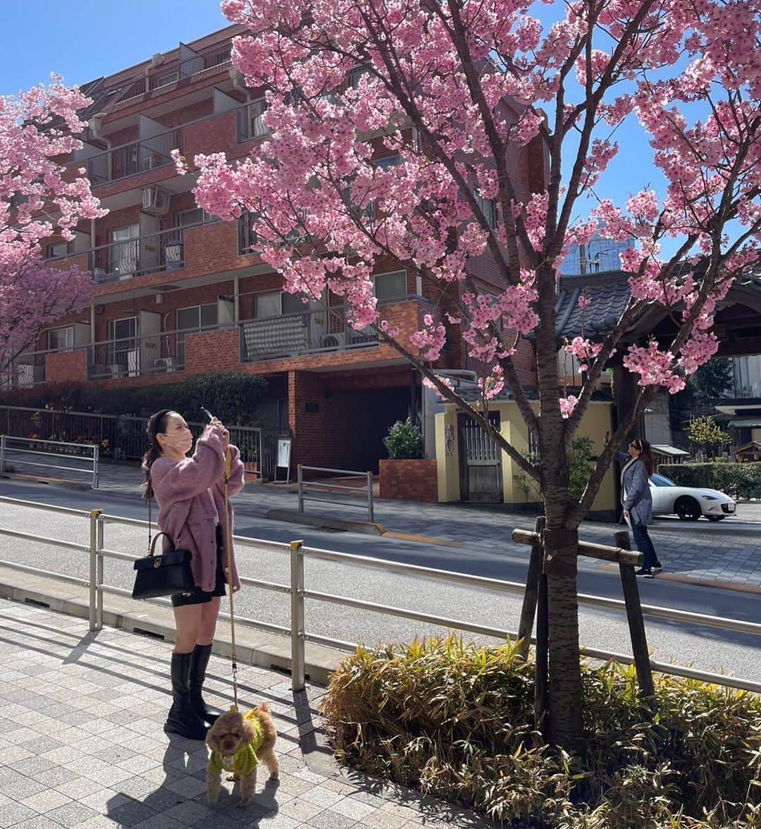関根理紗さんのインスタグラム写真 - (関根理紗Instagram)「先日、パフェの美味しいスプラウトカフェでいぬといちごと桜に囲まれてきました🌸🐶🍰  はなまさ重いからちびっこプードルたち軽すぎてびっくりした！  もう桜散っちゃうのかなー？ 本当にあっという間だよね🌸」3月27日 13時00分 - sekine.risa