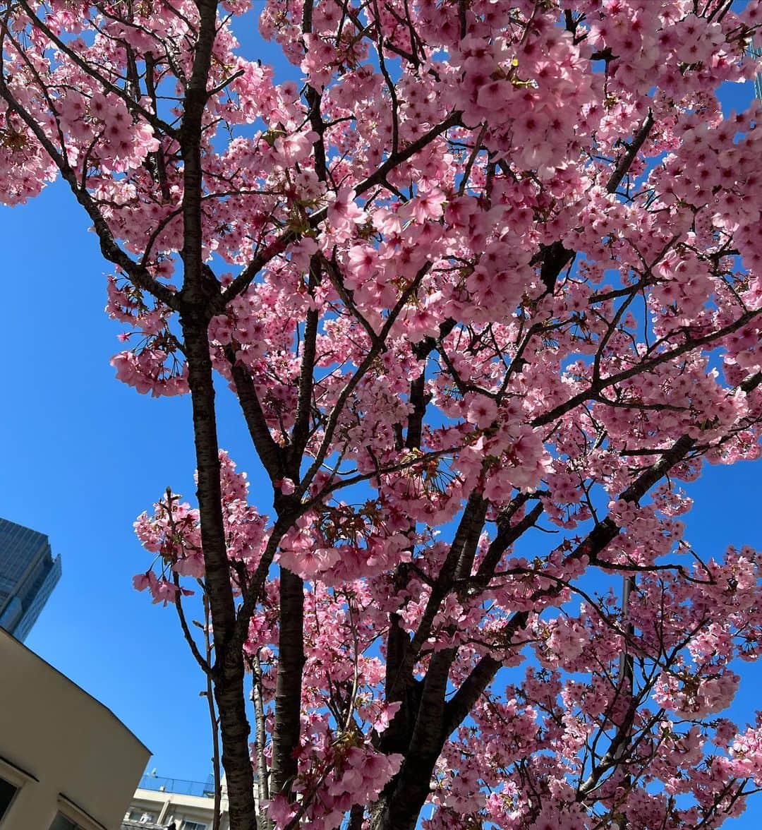 関根理紗さんのインスタグラム写真 - (関根理紗Instagram)「先日、パフェの美味しいスプラウトカフェでいぬといちごと桜に囲まれてきました🌸🐶🍰  はなまさ重いからちびっこプードルたち軽すぎてびっくりした！  もう桜散っちゃうのかなー？ 本当にあっという間だよね🌸」3月27日 13時00分 - sekine.risa