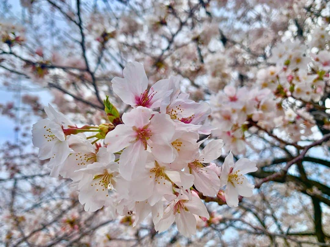 常盤よしこさんのインスタグラム写真 - (常盤よしこInstagram)「桜がきれいですねぇ🌸 今日は#さくらの日  らしいです♫ おやすみなさい💤  #そめいよしの#ソメイヨシノ#熊本さくら#立田山の桜#今年も綺麗#お花見したい」3月27日 22時34分 - yoshiko.tokiwa