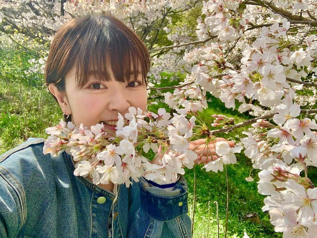 常盤よしこさんのインスタグラム写真 - (常盤よしこInstagram)「桜がきれいですねぇ🌸 今日は#さくらの日  らしいです♫ おやすみなさい💤  #そめいよしの#ソメイヨシノ#熊本さくら#立田山の桜#今年も綺麗#お花見したい」3月27日 22時34分 - yoshiko.tokiwa