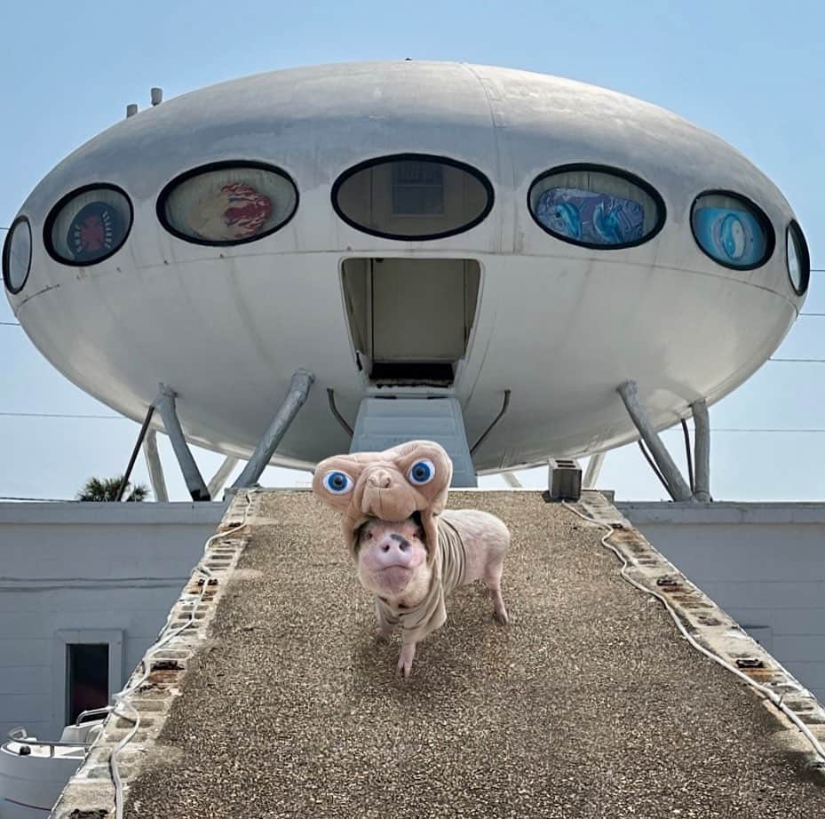 Priscilla and Poppletonさんのインスタグラム写真 - (Priscilla and PoppletonInstagram)「“I’ll…Be…Right…Here!”🐷🤎 - E.T. Pink was so excited to put his E.T. costume back on and visit the UFO house in Pensacola Beach while we were visiting. This spaceship sits on top of a house and was unlike anything we have ever seen before. There isn’t anyone living there at the moment, so we were able to grab a quick pigture!You look out of this world Pink!🐷🛸 #Pinkthepig #ET #PensacolaBeach #prissyandpopshelpinghooves」3月27日 22時45分 - prissy_pig
