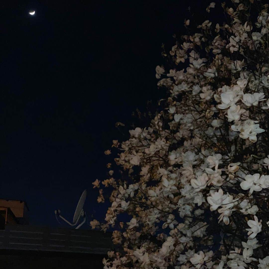 カン・ビョルのインスタグラム：「🌜❤️🌸」