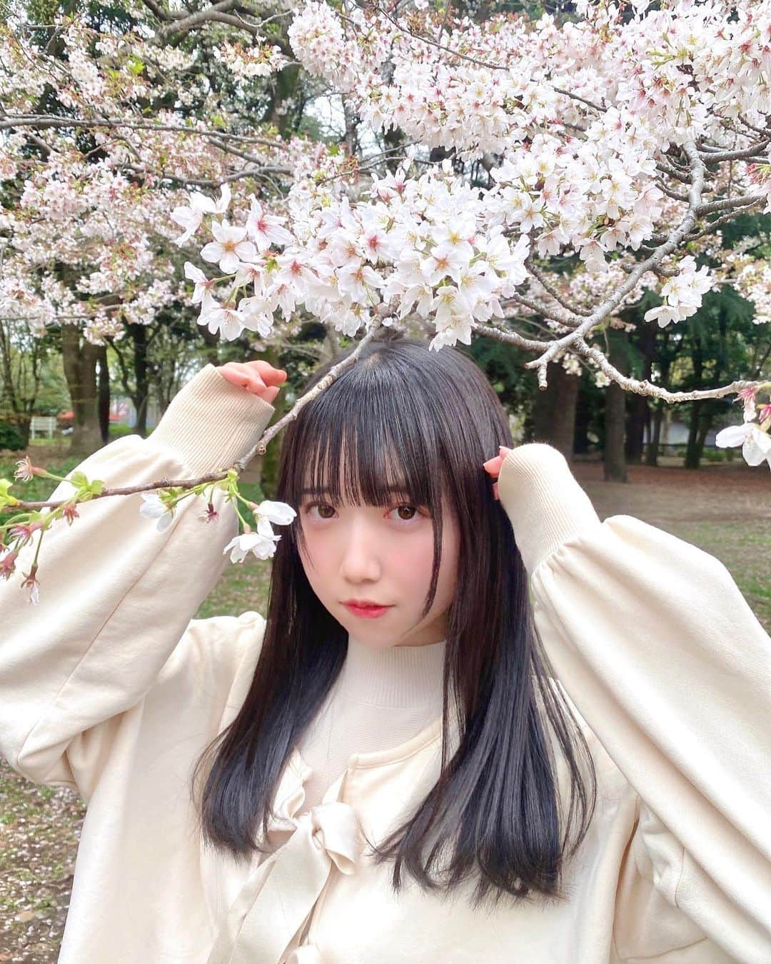 新居歩美のインスタグラム：「お仕事の帰りに桜と撮れた〜🌸  #桜 #桜スポット #merryjenny #アイドル #黒髪ロング #黒髪メイク #黒髪女子」