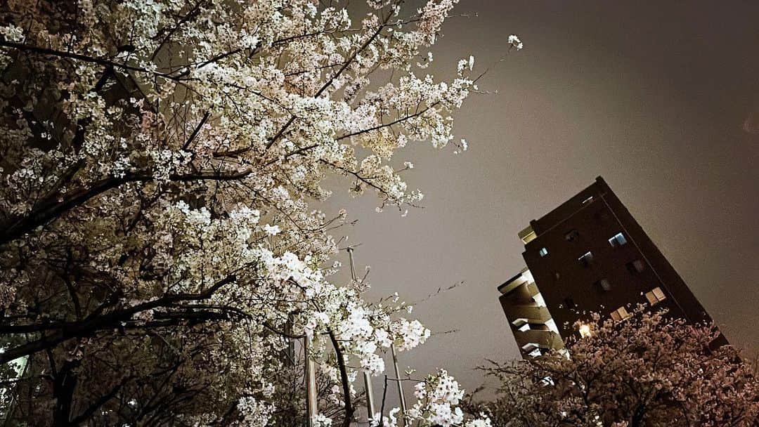 吉原茉依香のインスタグラム：「オフィス・ヨザクラ  #夜桜 #tokyo #オフィス街 #肩こり」