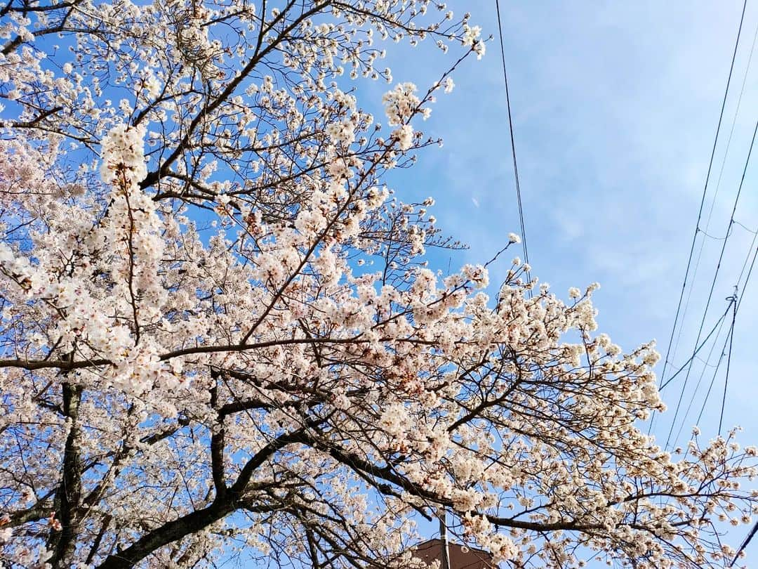 林智美 さんのインスタグラム写真 - (林智美 Instagram)「琵琶湖疏水🌸 * 学生の頃から大好きな、 大切な場所。  来週の月曜日に見に行こうか悩んだけど、 今でおそらく…8.8分咲きくらい。 たぶん今週の木曜日あたりが最高の見頃かと(林調べ  今年も見られてよかった☺ * #桜 #桜2023 #ソロお花見 #お花見 #ソメイヨシノ #桜パトロール #とも散歩 #滋賀県 #滋賀 #滋賀観光 #大津 #琵琶湖疏水 #琵琶湖疏水の桜 #ほぼ見頃 #三井寺 #🌸」3月27日 22時53分 - h_tomomi_i