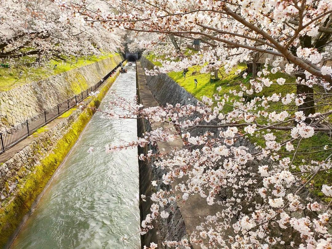 林智美 さんのインスタグラム写真 - (林智美 Instagram)「琵琶湖疏水🌸 * 学生の頃から大好きな、 大切な場所。  来週の月曜日に見に行こうか悩んだけど、 今でおそらく…8.8分咲きくらい。 たぶん今週の木曜日あたりが最高の見頃かと(林調べ  今年も見られてよかった☺ * #桜 #桜2023 #ソロお花見 #お花見 #ソメイヨシノ #桜パトロール #とも散歩 #滋賀県 #滋賀 #滋賀観光 #大津 #琵琶湖疏水 #琵琶湖疏水の桜 #ほぼ見頃 #三井寺 #🌸」3月27日 22時53分 - h_tomomi_i