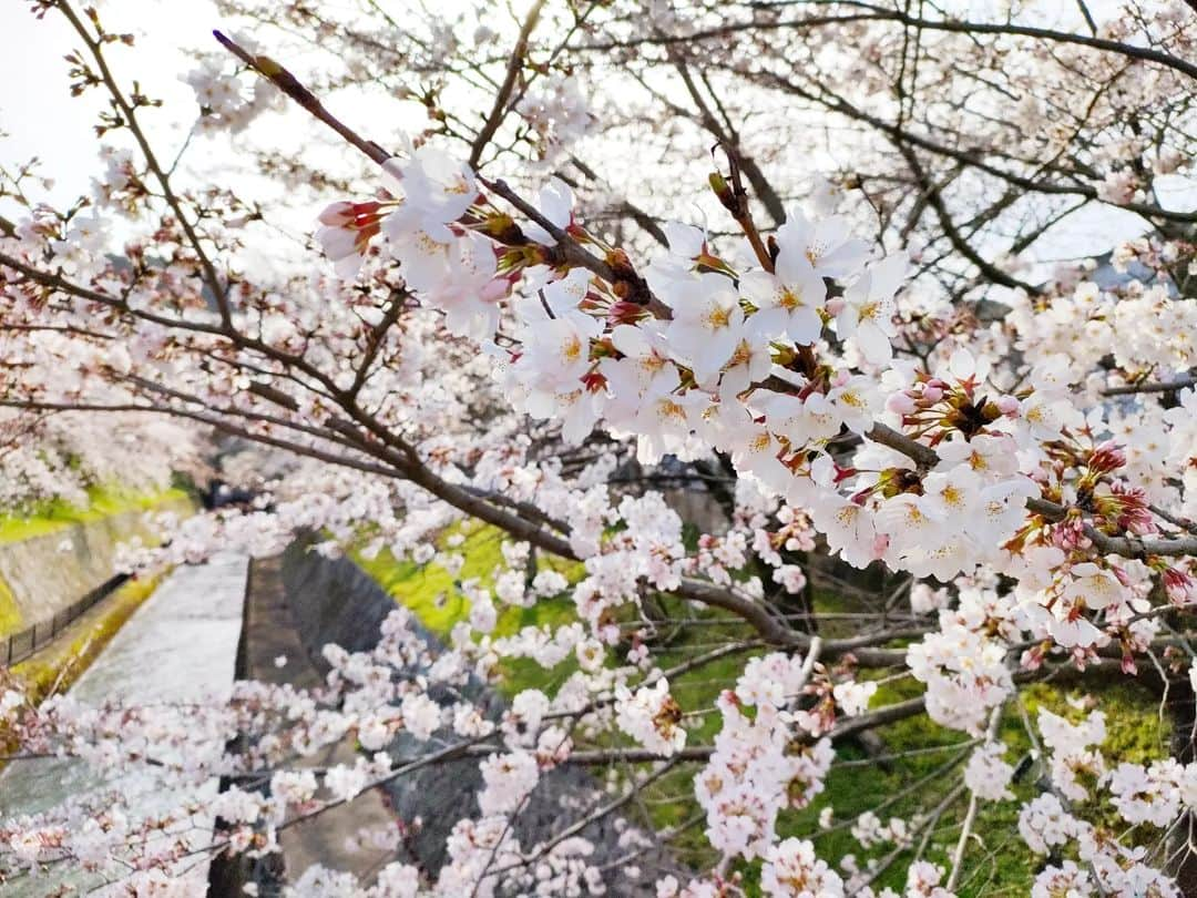 林智美 さんのインスタグラム写真 - (林智美 Instagram)「琵琶湖疏水🌸 * 学生の頃から大好きな、 大切な場所。  来週の月曜日に見に行こうか悩んだけど、 今でおそらく…8.8分咲きくらい。 たぶん今週の木曜日あたりが最高の見頃かと(林調べ  今年も見られてよかった☺ * #桜 #桜2023 #ソロお花見 #お花見 #ソメイヨシノ #桜パトロール #とも散歩 #滋賀県 #滋賀 #滋賀観光 #大津 #琵琶湖疏水 #琵琶湖疏水の桜 #ほぼ見頃 #三井寺 #🌸」3月27日 22時53分 - h_tomomi_i