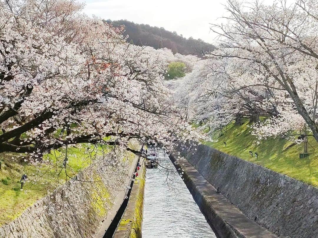 林智美 のインスタグラム：「琵琶湖疏水🌸 * 学生の頃から大好きな、 大切な場所。  来週の月曜日に見に行こうか悩んだけど、 今でおそらく…8.8分咲きくらい。 たぶん今週の木曜日あたりが最高の見頃かと(林調べ  今年も見られてよかった☺ * #桜 #桜2023 #ソロお花見 #お花見 #ソメイヨシノ #桜パトロール #とも散歩 #滋賀県 #滋賀 #滋賀観光 #大津 #琵琶湖疏水 #琵琶湖疏水の桜 #ほぼ見頃 #三井寺 #🌸」