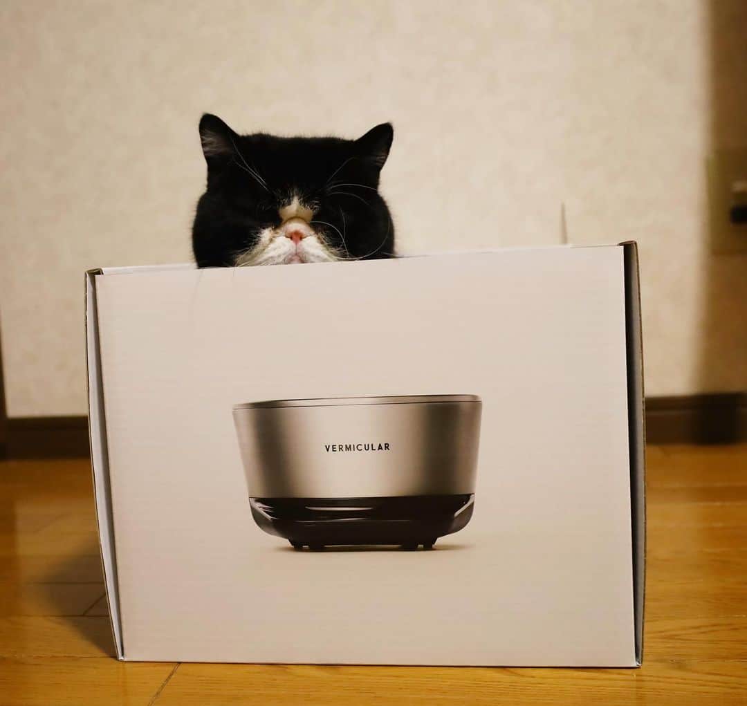 nemuru_catのインスタグラム：「#ルーク  この間ライスポットを 買ったばっかりなんですけど 来週値下げするんですって ビックリよ〜😭 * #バーミキュラ#ねこ部#cat#cats#neko#猫#catsofinstagram#bestmeow#catlover#ふわもこ部#エキゾチックショートヘア#exoticshorthair#はちわれ」