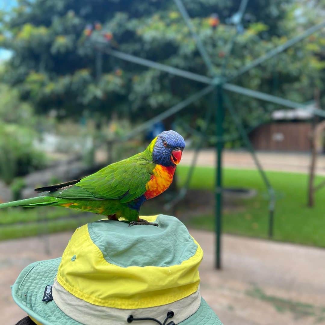 土屋伸之のインスタグラム：「#春休み頂いて念願の初オーストラリアです #全部の色入ってる綺麗な鳥　 #レインボーロリキート #ゴシキセイガイインコ #映えな鳥 #鳥好き  #鳥しか勝たん #鳥すたぐらむ」