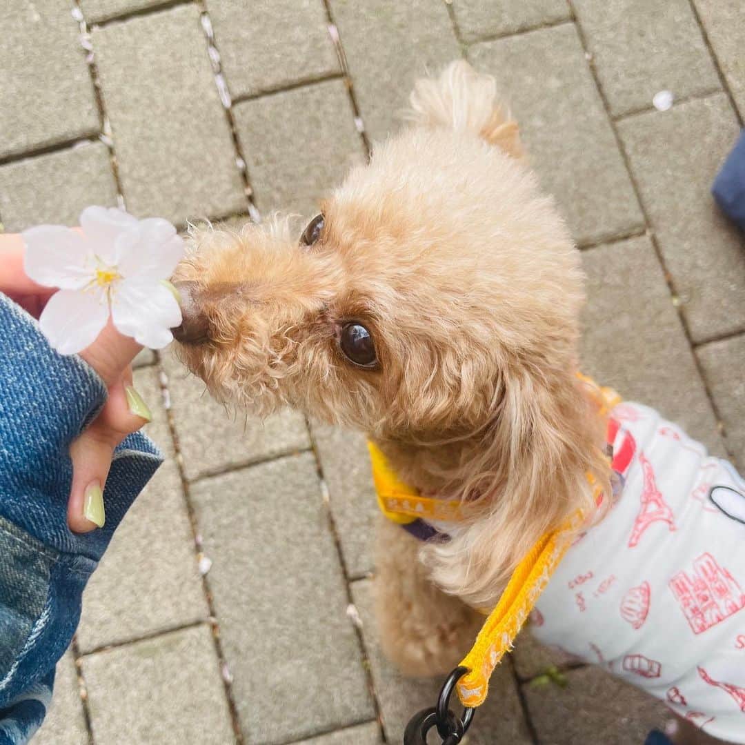 阿部真央のインスタグラム：「ずっと一緒にいたい #犬」