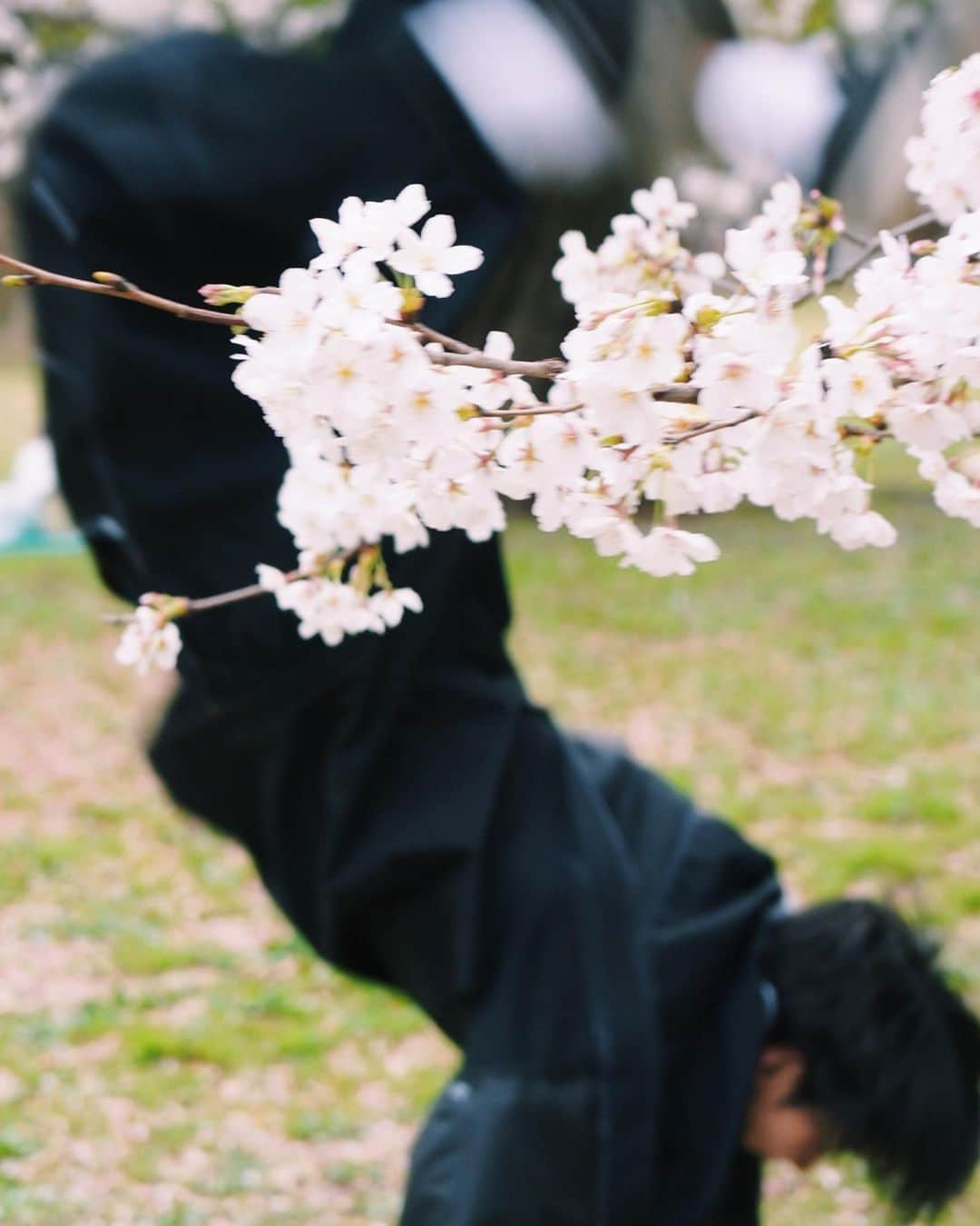 asukaさんのインスタグラム写真 - (asukaInstagram)「桜🌸 練習兼プチ花見してきました🍶  Which pic do you like ?🤍  📸 @maeken_313」3月27日 14時52分 - bboy_asuka