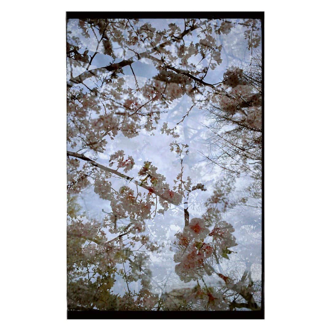 岩崎拓馬のインスタグラム：「🌸🌸🌸🌸 . . 晴れてほしいな  切実に🌸 . . #花見 #happytime」