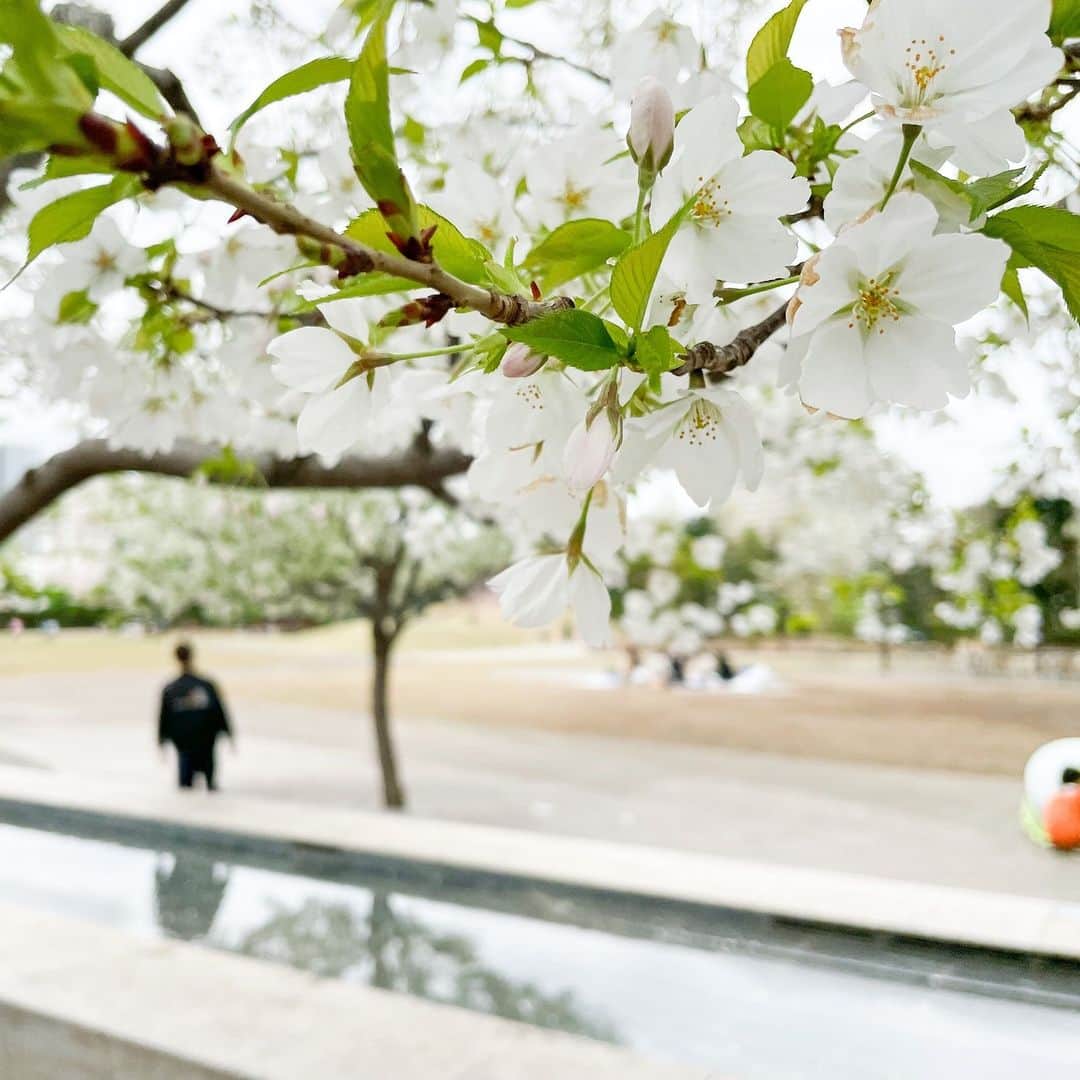 shinagawastyleplusさんのインスタグラム写真 - (shinagawastyleplusInstagram)「品川シーズンテラスの桜が見ごろです。陽射しも風も穏やかな本日、イベント広場は子連れの方で賑わっています。 風が吹くと新緑が揺れ、花びらが舞い散っていました。今週いっぱいがお花見最後のチャンスかも！ #桜　#品川シーズンテラス」3月27日 15時00分 - sst__am