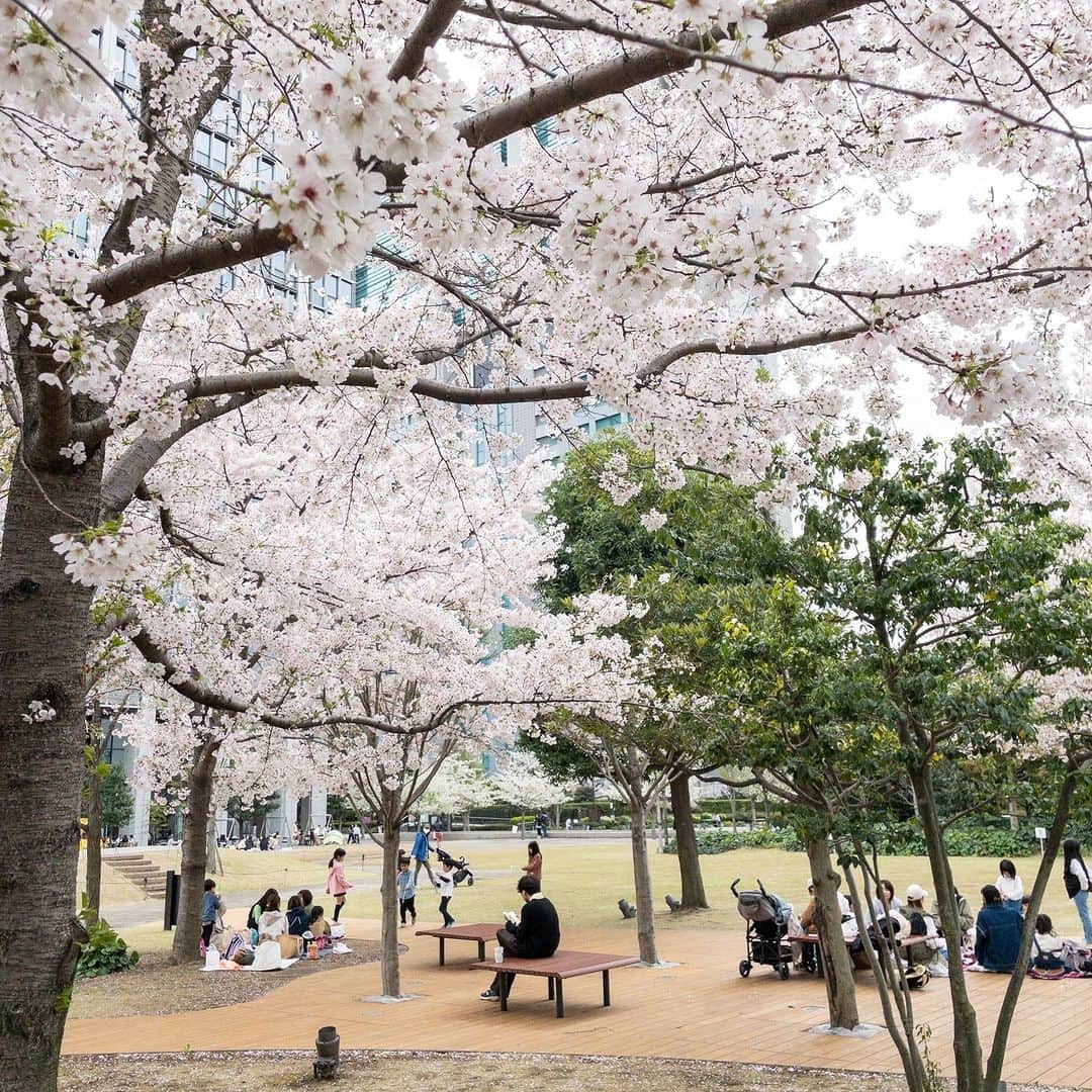 shinagawastyleplusさんのインスタグラム写真 - (shinagawastyleplusInstagram)「品川シーズンテラスの桜が見ごろです。陽射しも風も穏やかな本日、イベント広場は子連れの方で賑わっています。 風が吹くと新緑が揺れ、花びらが舞い散っていました。今週いっぱいがお花見最後のチャンスかも！ #桜　#品川シーズンテラス」3月27日 15時00分 - sst__am
