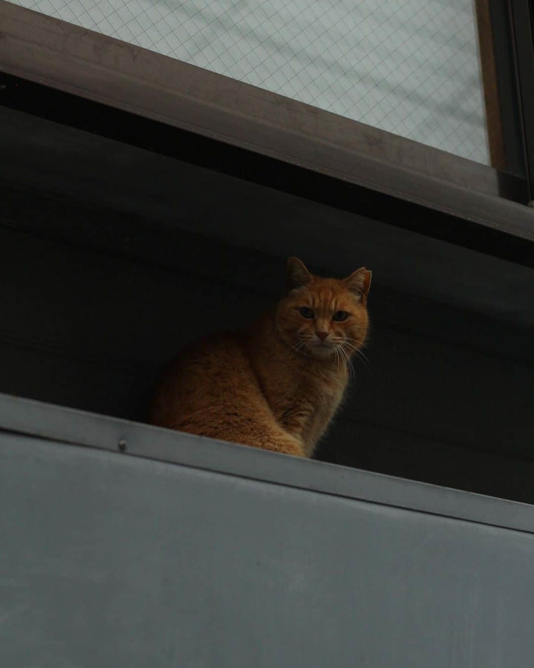 樋井明日香 のインスタグラム：「ねーこっ🐱」