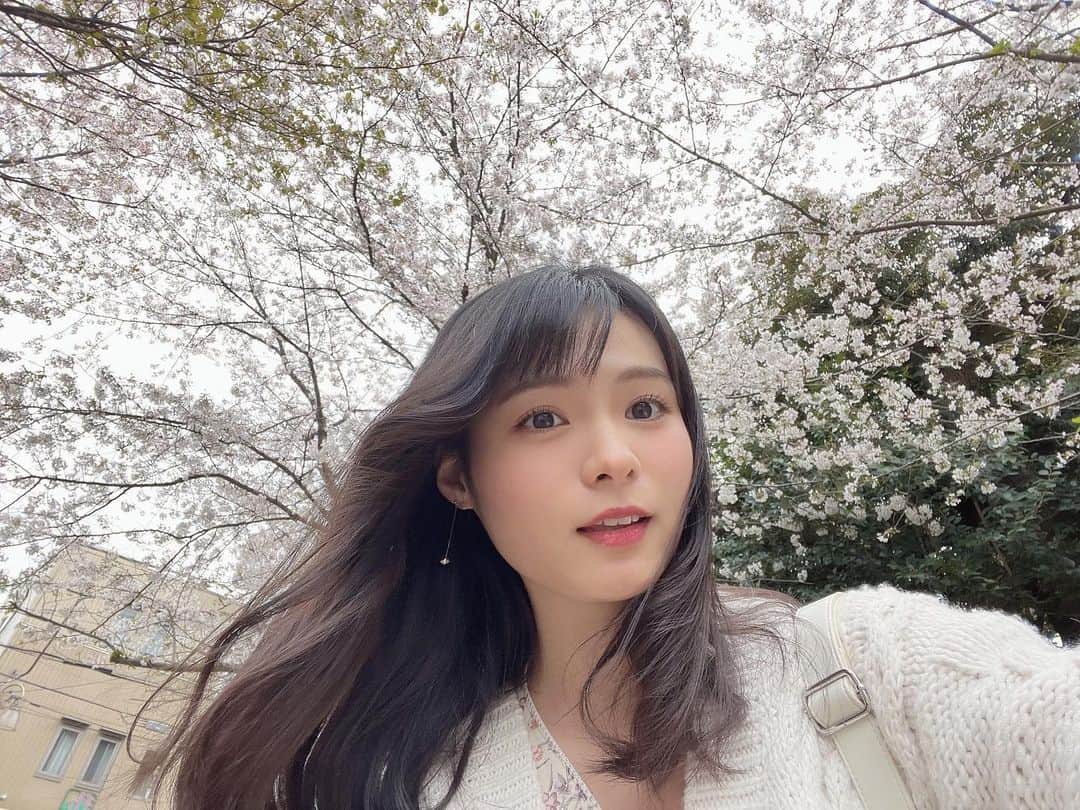 星名美津紀のインスタグラム：「桜の日🌸 散った花びらも綺麗🌸」