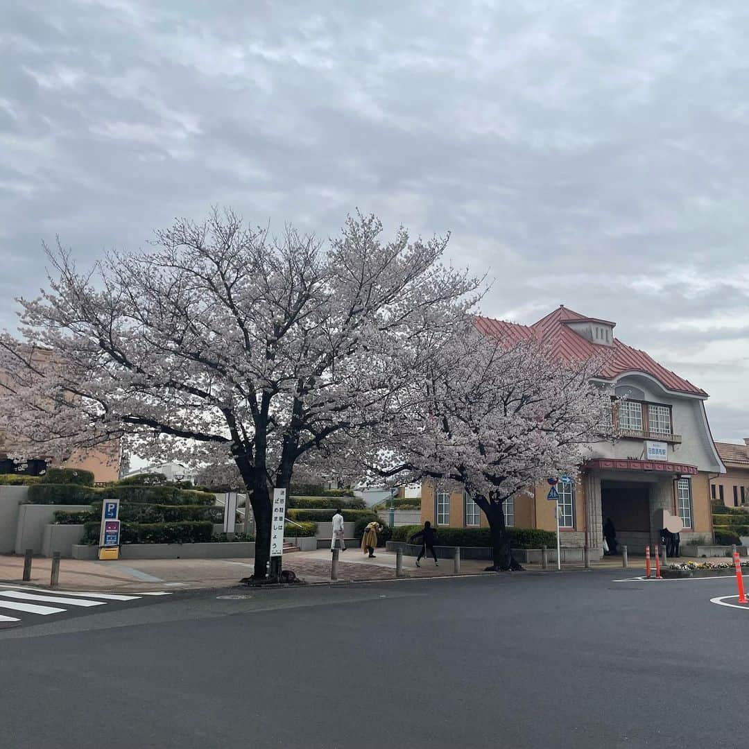 水野真紀さんのインスタグラム写真 - (水野真紀Instagram)「花の盛りの曇り空🌸☁️ 今日はどこ行っても晴れませんねぇ💦桜色の美しさを後押しする太陽や、明日こそ🙏‼️ #青山霊園」3月27日 16時15分 - maki_mizuno_official