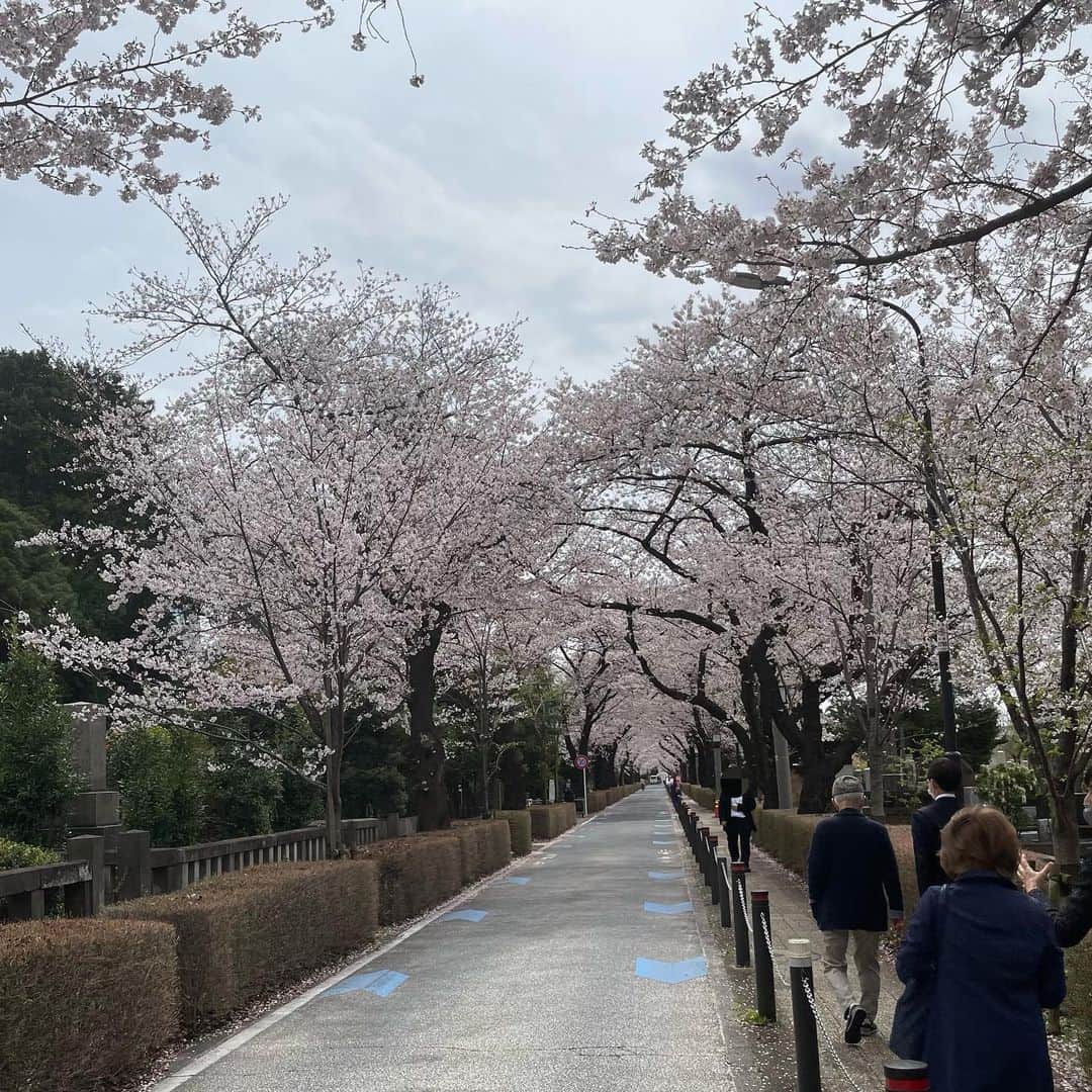 水野真紀さんのインスタグラム写真 - (水野真紀Instagram)「花の盛りの曇り空🌸☁️ 今日はどこ行っても晴れませんねぇ💦桜色の美しさを後押しする太陽や、明日こそ🙏‼️ #青山霊園」3月27日 16時15分 - maki_mizuno_official