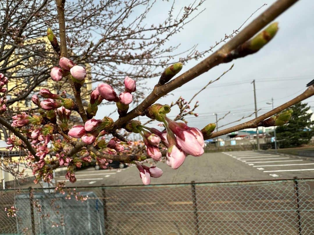 佐藤聖羅さんのインスタグラム写真 - (佐藤聖羅Instagram)「里帰り中です☺️ こちらは、まだ桜咲いてません🌸  来週には咲くかな？  楽しみー☺️  #里帰り #里帰り出産 #妊娠36週 #妊娠糖尿病」3月27日 16時28分 - seira_seira.s