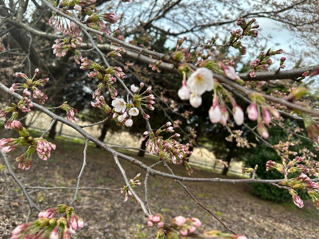 佐藤聖羅のインスタグラム：「里帰り中です☺️ こちらは、まだ桜咲いてません🌸  来週には咲くかな？  楽しみー☺️  #里帰り #里帰り出産 #妊娠36週 #妊娠糖尿病」
