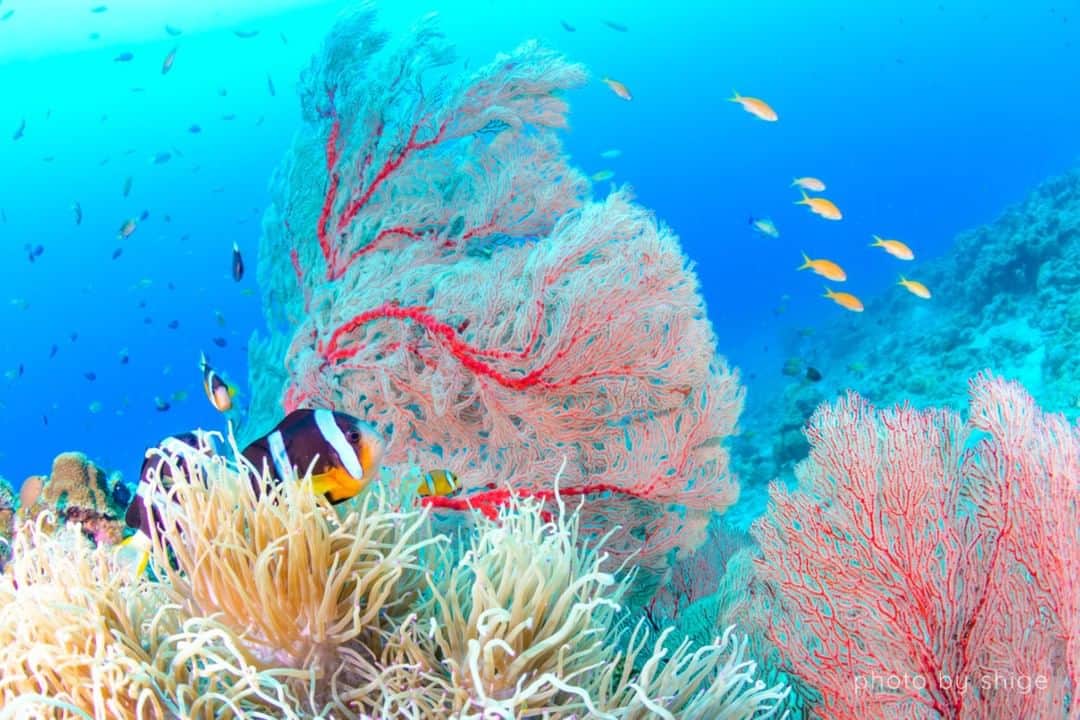 diversgakuen2016のインスタグラム：「命がきらめく初夏の阿嘉島𓇼𓈒  春が終わり夏に向けて一気に魚たちの量が増え、命に溢れるのが沖縄の初夏の海の特徴です。 もちろんこの時期は阿嘉島もたくさんの魚たちで溢れ、ダイバーたちを楽しませてくれます。  阿嘉島には大きな美しいリュウキュウイソバナが生えているダイビングポイントが多いのですが、そこにはキンメモドキが溢れんばかりに群れていました。  隣にはクマノミもいて、生き物たちが寄り添って生きていることがわかります。 初夏は生命が溢れる時期、つまり幼魚が生まれ育っていく時期でもあるんです。  Photo by 茂野優太👉@yuta3822 📍沖縄・阿嘉島  𓈒𓈒𓇼Pick up!𓇼𓈒 ▼夢見た光景は初夏の阿嘉島にあった▼ https://scuba-monsters.com/akajima_202204/  𓇼𓆛𓆜𓆝𓆞𓆟𓇼𓆛𓆜𓆝𓆞𓆟𓇼 Scuba Monsters（スクーバモンスターズ） https://scuba-monsters.com/ フィードでギャラリー展開中𓆉𓈒𓏸 𓇼𓆛𓆜𓆝𓆞𓆟𓇼𓆛𓆜𓆝𓆞𓆟𓇼  #スクモン #diving #scubadiving #underwaterphoto #ocean #japan #海 #水中写真 #自然写真 #ダイビング #スキューバダイビン #ダイビング好きな人と繋がりたい #世界の絶景 #絶景スポット #沖縄 #阿嘉島 #クマノミ」