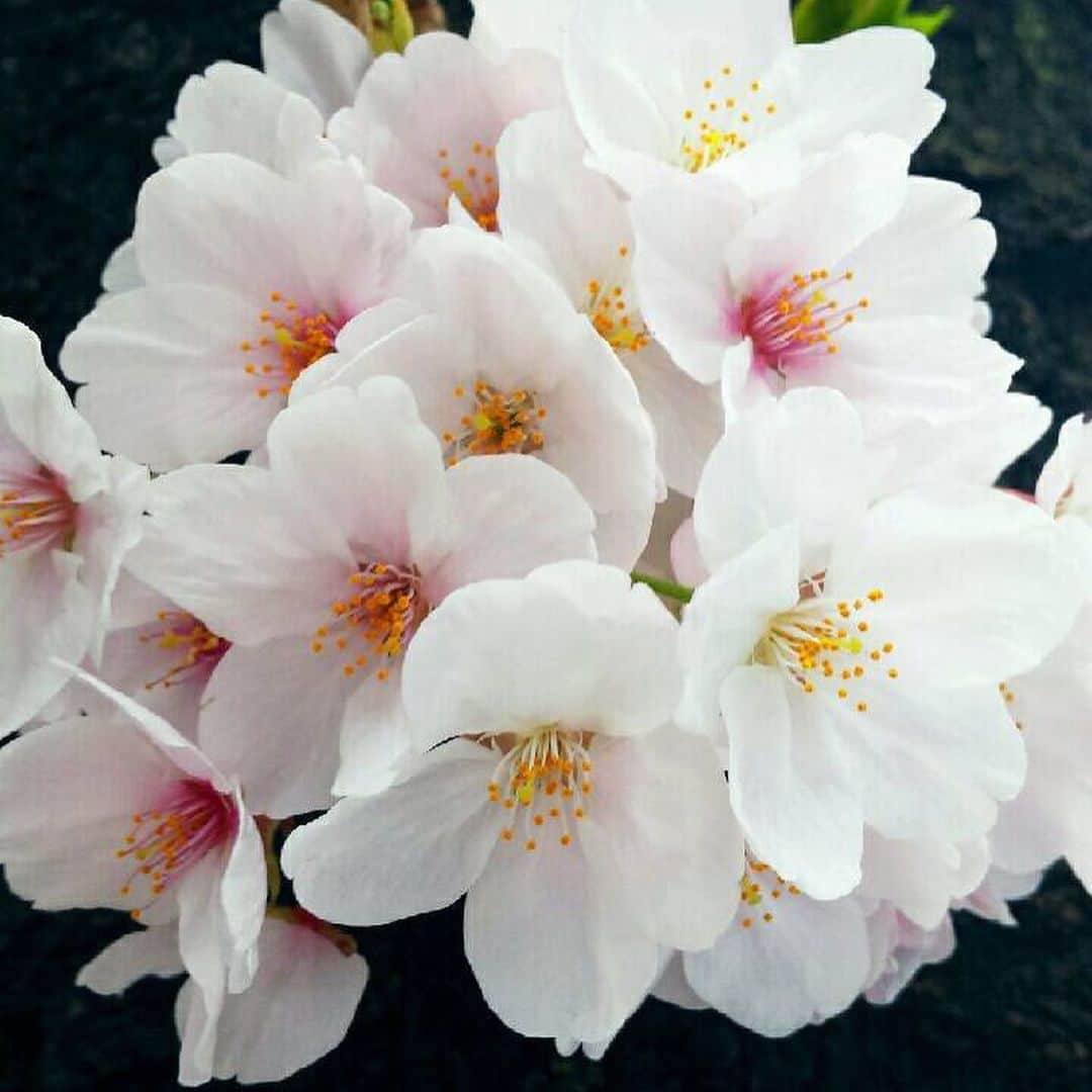 岡村孝子さんのインスタグラム写真 - (岡村孝子Instagram)「東京は桜の満開が過ぎて、少しずつ散り始めていますが、散りゆく桜も美しいですねー🌸  みなさんのお住まいのところの桜はいかがですか？  春の訪れとともに、今日は岡村孝子のこんな曲をおすすめしてみます。  IDENTITY forever  スタッフ  #岡村孝子」3月27日 16時40分 - okamuratakako_official