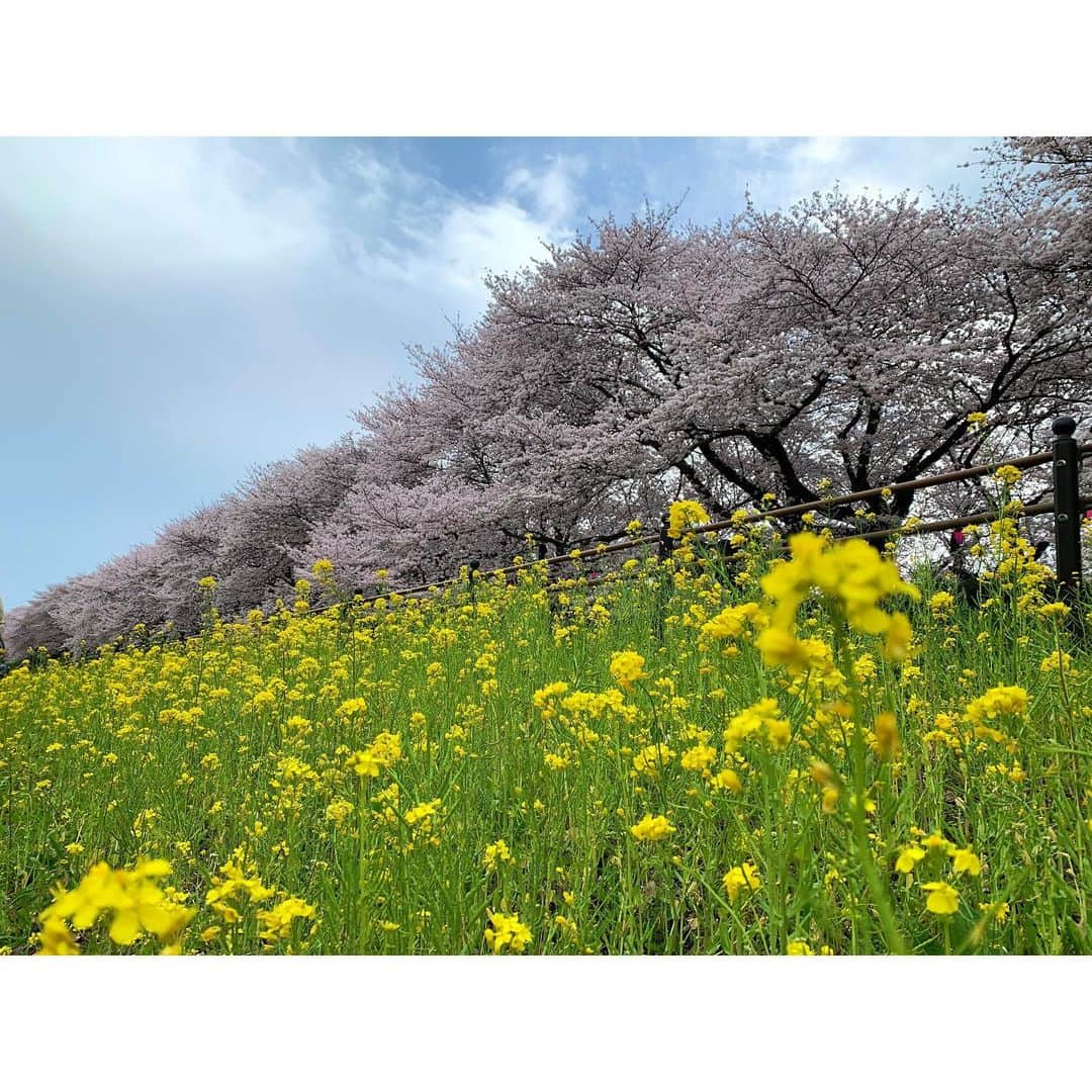 佐藤梨那さんのインスタグラム写真 - (佐藤梨那Instagram)「🌸  ほぼ満開。  幸手の権現堂は なんといっても 菜の花とのコントラスト💛  every.で先ほど 中継されていましたね☺️  週末、雨が降る 直前に見られました。 本当に少しだけ 雲間から青空も見えました🥹  🐾  昨日、 換毛期のにゃんずを お風呂に入れたところ、 背中がバッキバキの筋肉痛に。  みんな大人しく 頑張ってくれたけど 3にゃんのお風呂は 私の筋力が足りなかった…😌」3月27日 16時44分 - sato_lina