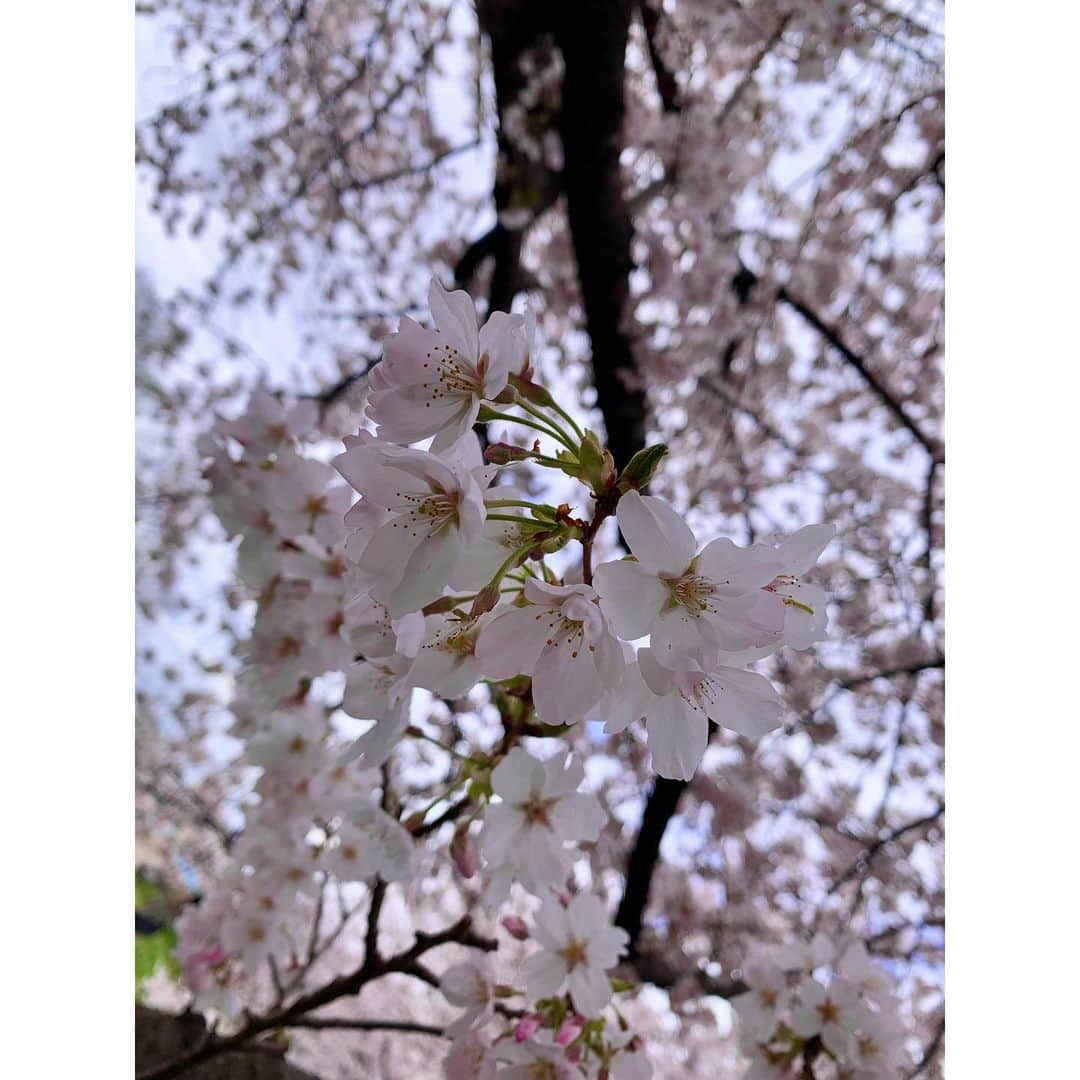 佐藤梨那さんのインスタグラム写真 - (佐藤梨那Instagram)「🌸  ほぼ満開。  幸手の権現堂は なんといっても 菜の花とのコントラスト💛  every.で先ほど 中継されていましたね☺️  週末、雨が降る 直前に見られました。 本当に少しだけ 雲間から青空も見えました🥹  🐾  昨日、 換毛期のにゃんずを お風呂に入れたところ、 背中がバッキバキの筋肉痛に。  みんな大人しく 頑張ってくれたけど 3にゃんのお風呂は 私の筋力が足りなかった…😌」3月27日 16時44分 - sato_lina