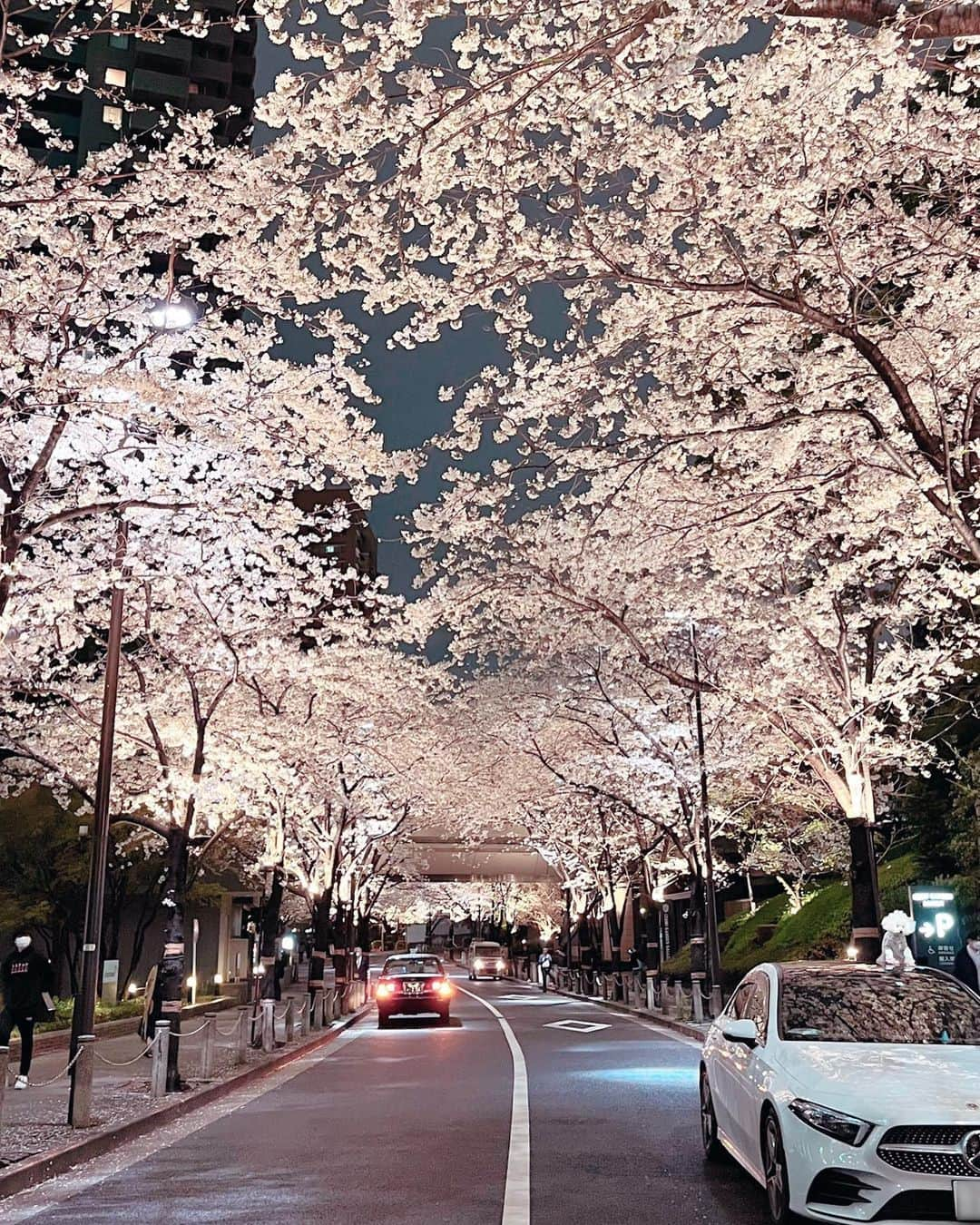 ホテルオークラ東京 Hotel Okura Tokyoさんのインスタグラム写真 - (ホテルオークラ東京 Hotel Okura TokyoInstagram)「ライトアップされた夜桜🌸🌙 Illuminated cherry blossoms at night✨  #さくらの日 #桜 #桜景色 #桜坂 #スペイン坂 #夜桜　 #東京ホテル #東京絶景 #theokuratokyo #オークラ東京  #sakura #cherryblossom #spring #springview #view  #okura #hotel #tokyohotel #luxuryhotel #lhw #uncommontravel #东京 #酒店 #도쿄 #호텔 #일본 #ญี่ปุ่น #โตเกียว #โรงแรม #japon」3月27日 16時47分 - theokuratokyo