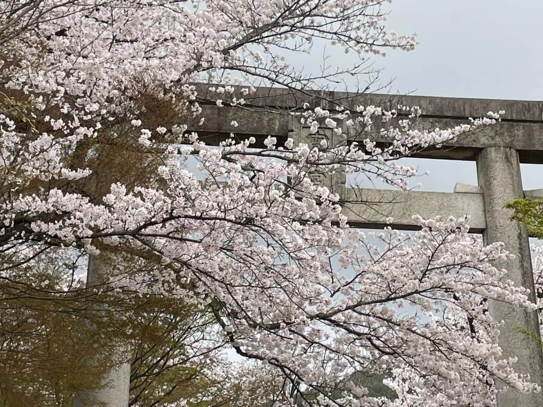 和婚スタイルさんのインスタグラム写真 - (和婚スタイルInstagram)「. 竈門神社の夜の挙式 「神灯り挙式」  夕暮れと桜  すごく素敵です✨ 福岡では桜が満開🌸 . http://wakon-style.jp ---------------------------- #竈門神社 #神灯り挙式 #神前式　 #仏前式 #神社婚 #白無垢 #色打掛 #綿帽子 #和婚スタイル #紋付袴 #引振袖 #花嫁小物 #和装ヘア #和装髪飾り #和装 #会場装花 #卓上装花 #装花 #shintowedding #japaneseweddingkimono #weddingstagram #ウェディングプランナー #ベストアニバーサリー #少人数結婚式 #福岡結婚式 #東京結婚式 #大阪結婚式 #名古屋結婚式 #広島結婚式 #仙台結婚式」3月27日 16時48分 - wakonstyle