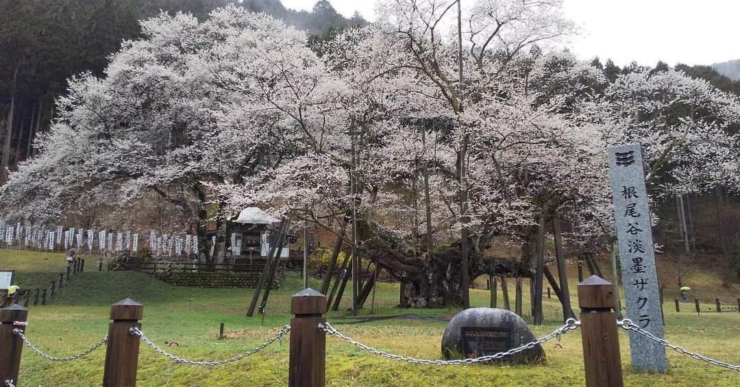 桑原麻美のインスタグラム：「ずっとずっと見てみたかった根尾の淡墨桜🌸 ⁡ ⁡ 写真や映像で見たことはありましたが、 直に見たい、とずーっと思ってた。 ⁡ ⁡ タイミングが合わなかったり、 交通手段がなかったりで なかなか行けなかったのが、 やっと念願、叶いました✨ ⁡ ⁡ 本当は晴れている日が良かったけど、 満開で、予定のない日はこの日だけ！ ⁡ ⁡ ここで諦めたら、いつ行けるかわからない。 ⁡ ⁡ というわけで、初めて目にした 岐阜県旧根尾村の淡墨桜。 ⁡ ⁡ 樹齢1500年の静かで温かく 神秘的なエネルギー しっかりと感じ取って来ました。 ⁡ ⁡ また、見られる日が来ますように💕 ⁡ ⁡ ⁡ #アナウンサー　#フリーアナウンサー　#桑原麻美　#話し方講師　#マナー講師　#アラフィフ　#ワーママ　#共感ボイス　#司会　＃司会　#ナレーター　#淡墨桜　#根尾村」