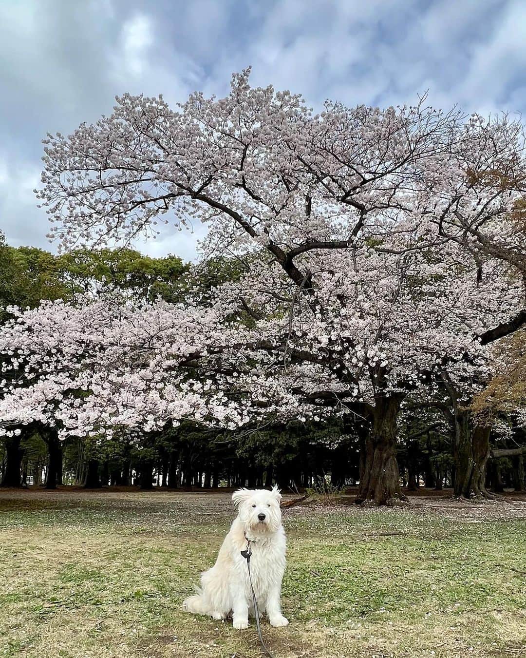 黒田知永子のインスタグラム：「. 桜とろ🌸 ほぼ全部やる気のない顔🐶  ずっと雨だったけど桜頑張って咲いてます🌸🌸🌸  #花より匂い嗅ぎ  #渋々付き合うとろ #桜の季節 #黒田知永子 #chiekokuroda」