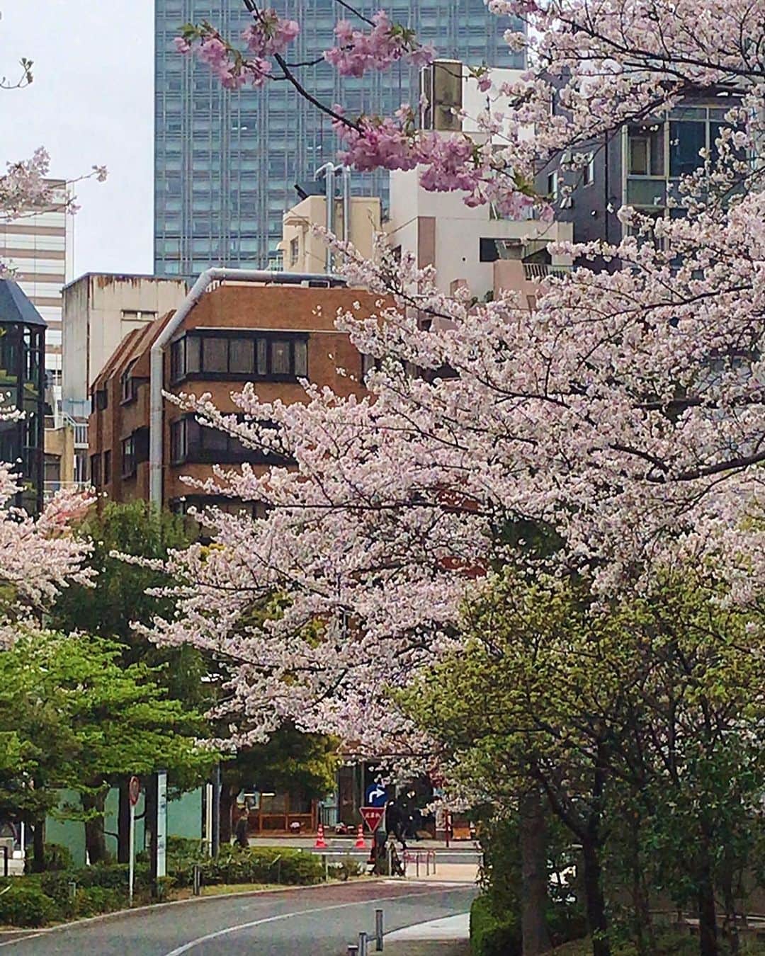 小川知子さんのインスタグラム写真 - (小川知子Instagram)「さ〜く〜ら〜♪🌸🌸🌸  ホント今年は早いですね。 もう少し楽しみたいな〜。  どこを歩いてもWBC優勝セール🏅  物凄い経済効果！  #赤坂 #針治療🪡 #桜🌸 #WBC経済効果 #小川知子」3月27日 17時09分 - tomoko_ogawa_