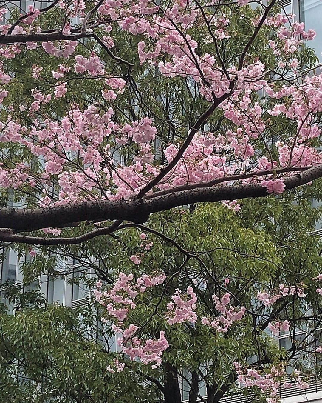 小川知子さんのインスタグラム写真 - (小川知子Instagram)「さ〜く〜ら〜♪🌸🌸🌸  ホント今年は早いですね。 もう少し楽しみたいな〜。  どこを歩いてもWBC優勝セール🏅  物凄い経済効果！  #赤坂 #針治療🪡 #桜🌸 #WBC経済効果 #小川知子」3月27日 17時09分 - tomoko_ogawa_