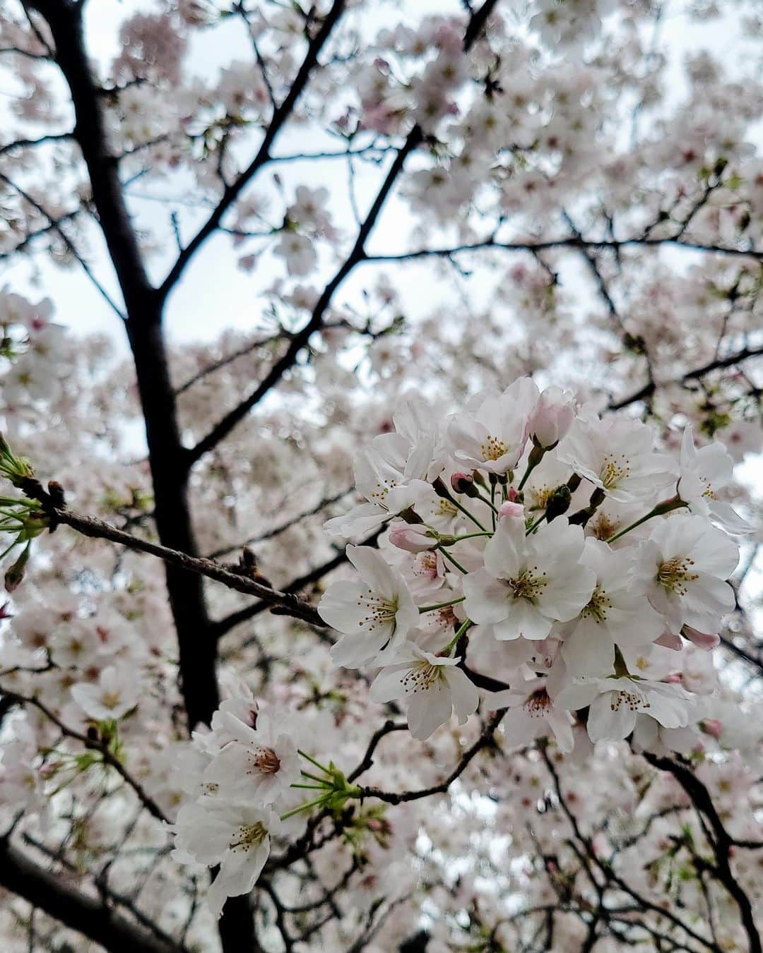 長谷川涼香さんのインスタグラム写真 - (長谷川涼香Instagram)「. 🌸🌸🌸  私の技術の限界🫣」3月27日 17時14分 - suzuka.hasegawa