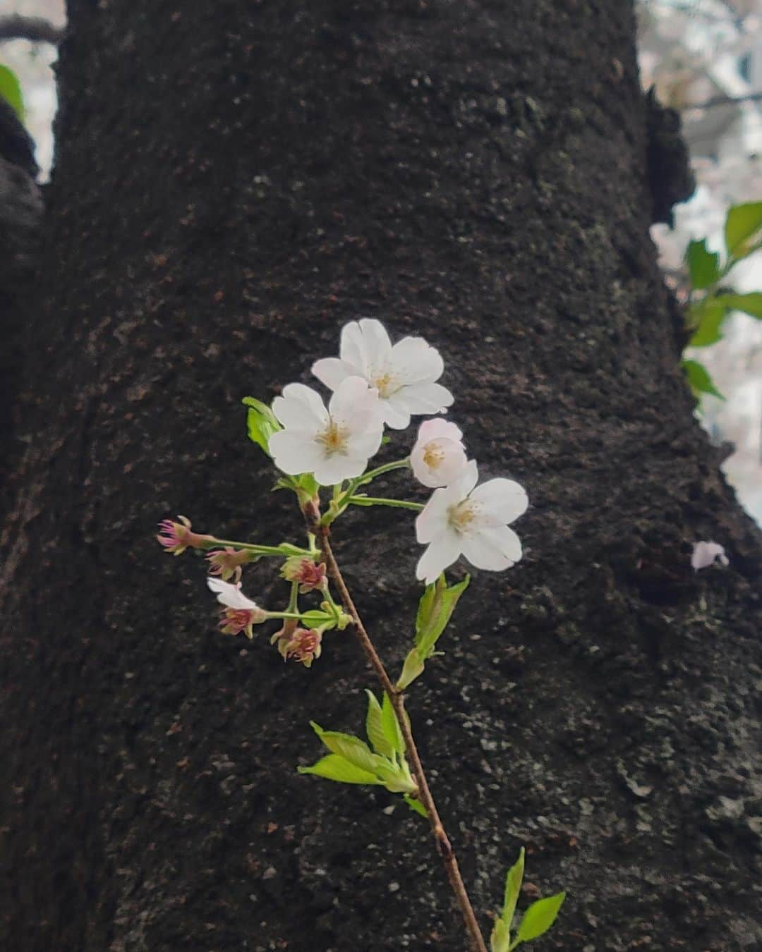 長谷川涼香さんのインスタグラム写真 - (長谷川涼香Instagram)「. 🌸🌸🌸  私の技術の限界🫣」3月27日 17時14分 - suzuka.hasegawa