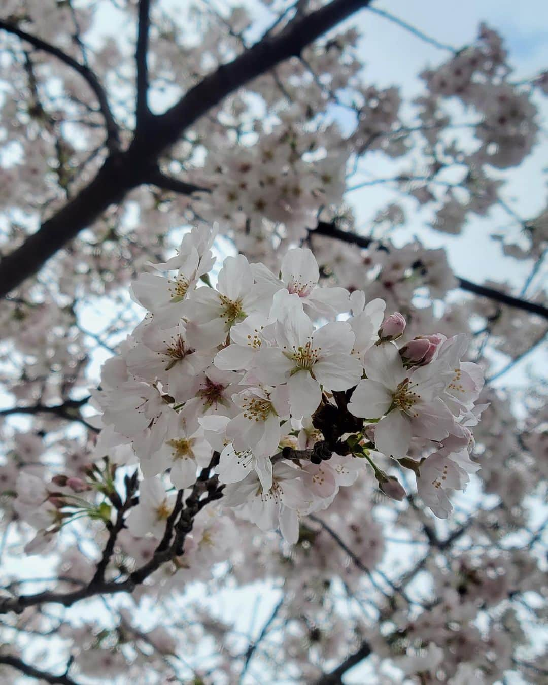 長谷川涼香のインスタグラム：「. 🌸🌸🌸  私の技術の限界🫣」