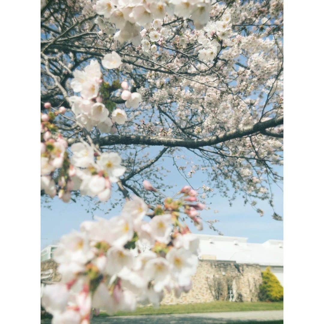 紗栄子さんのインスタグラム写真 - (紗栄子Instagram)「@laramiofficial もお花見🌸🍡💘」3月27日 17時29分 - saekoofficial