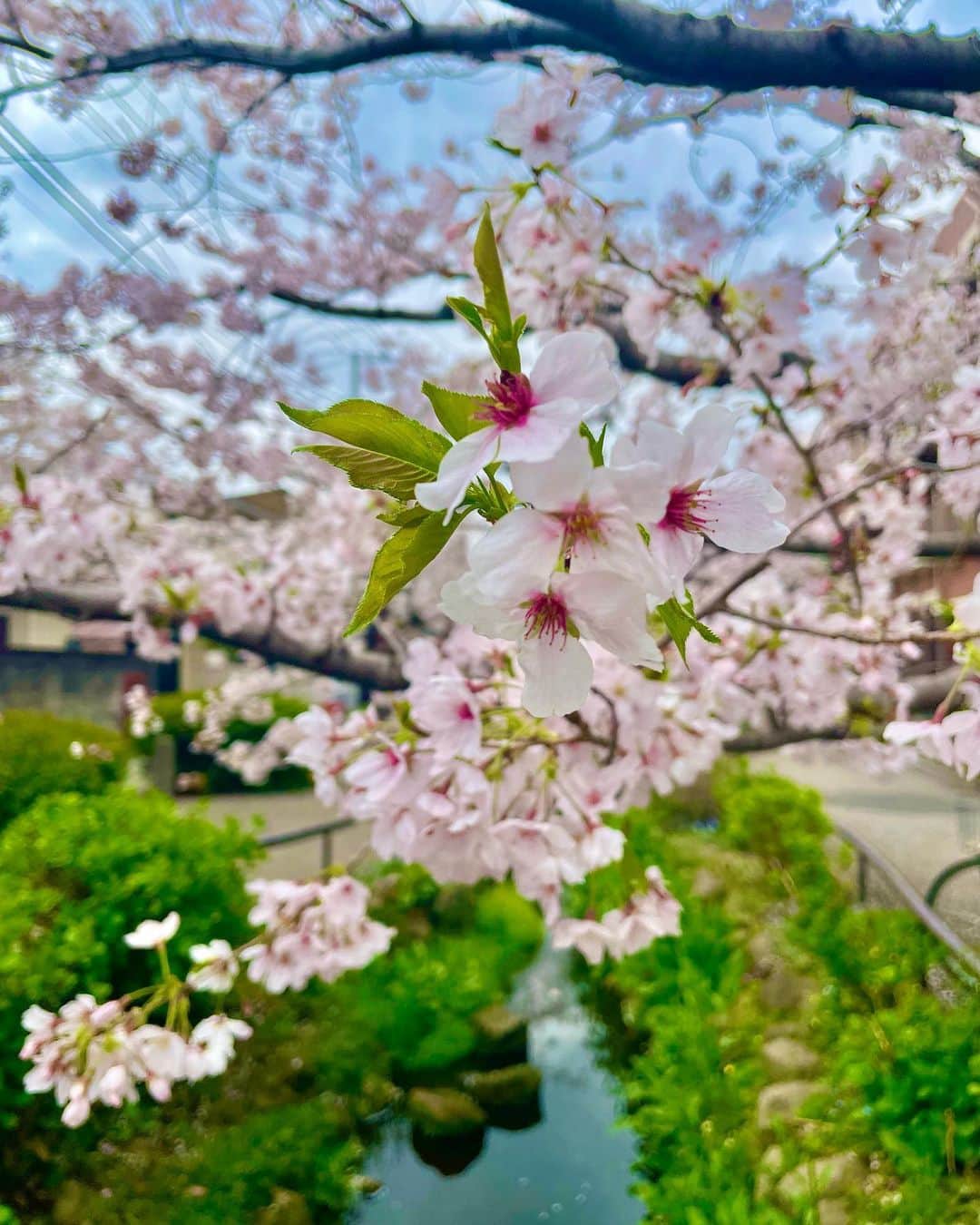 fumikaのインスタグラム：「⁡ ほんの一瞬ぷらり🌸」
