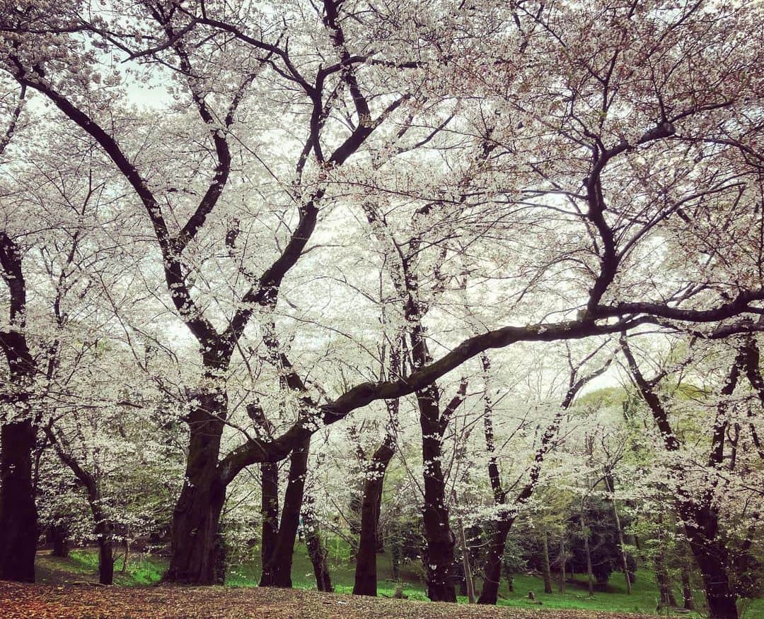 谷崎テトラさんのインスタグラム写真 - (谷崎テトラInstagram)「桜満開。2023。」3月27日 17時44分 - tetra_