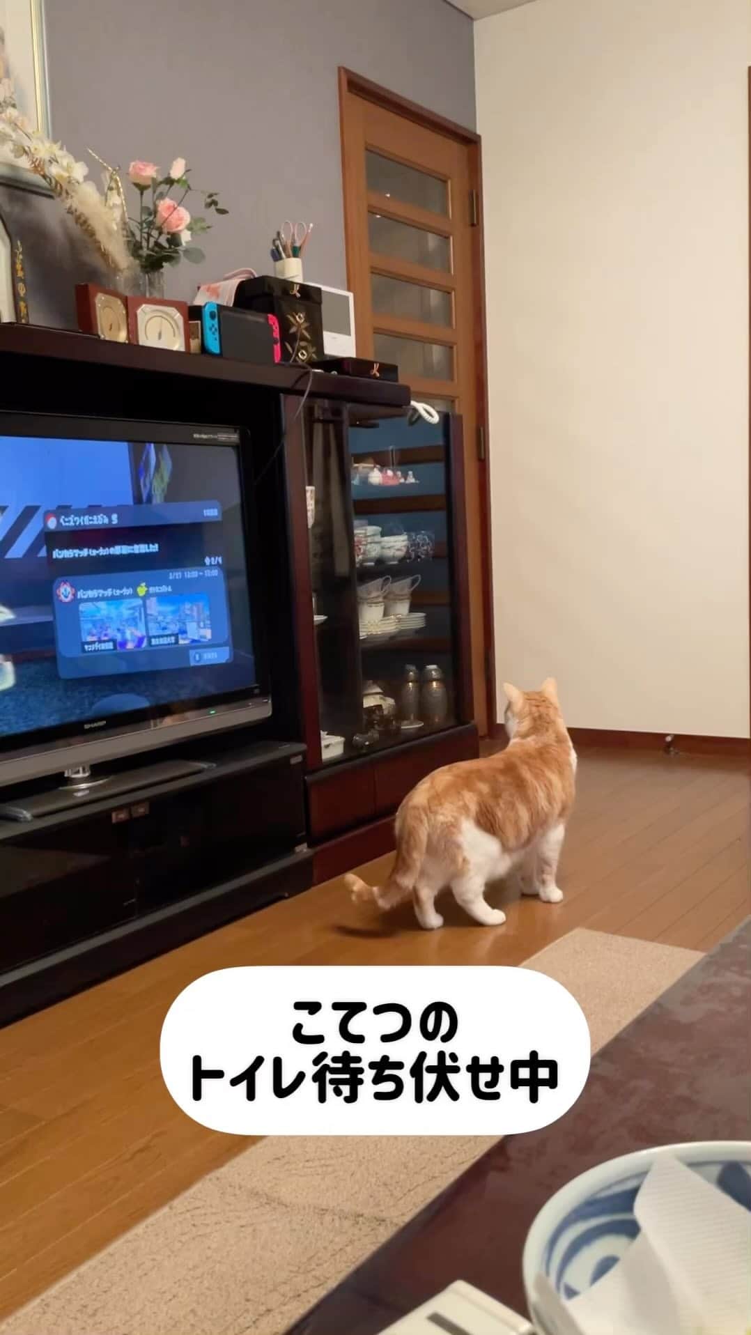 にゃんすくんのインスタグラム：「リビングに入りたい人と、 待ち伏せしてシバきたい猫。  きっとにゃんすは自分のナワバリだから警戒してんだろな。 甥っ子はゲームのナワバリバトルしか知らないからな。#Splatoon  @taneco19   #にゃんすとこて  #cat #猫 #動物 #happy #funny #american #アメショ #ピクネコ #ペコねこ部 #catlover #instacat #ニャンスタ #にゃんすたぐらむ #pet #animal #面白い #癒し #猫部」