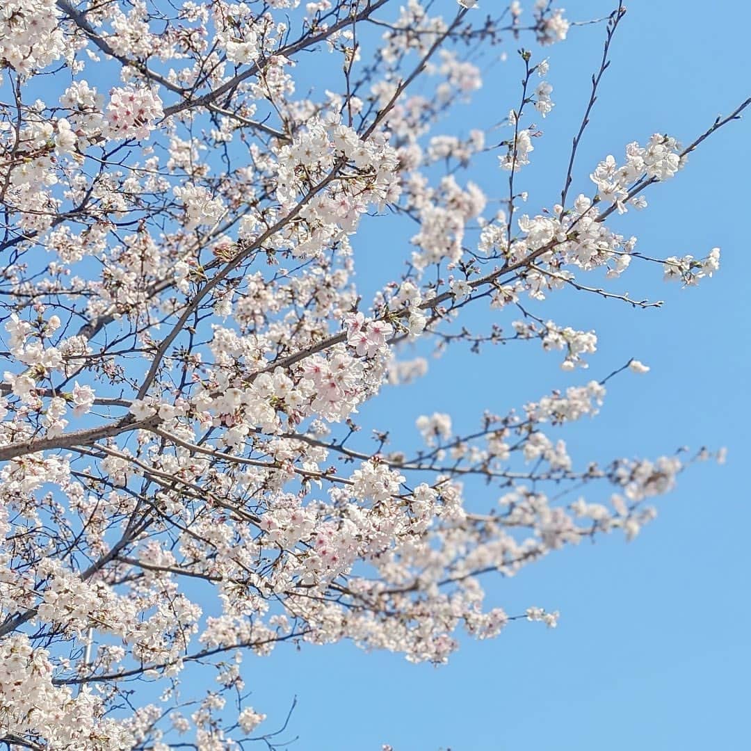 ロイヤルパークホテルさんのインスタグラム写真 - (ロイヤルパークホテルInstagram)「⁡ 本日3月27日は、#さくらの日 🌸 ロイヤルパークホテルの周辺では、桜を楽しめるスポットがございます。綺麗に咲いていた桜の様子を皆様にお届けいたします♪ ⁡ Today March 27th is Cherry Blossom Day🌸 There are spots to enjoy the cherry blossoms close to Royal Park Hotel. Please take a look at these beautiful blossoms in bloom♪ ⁡ ⁡ #ロイヤルパークホテル #ロイヤルパークホテル水天宮 #royalparkhotel」3月27日 17時37分 - royalparkhotel.tokyo