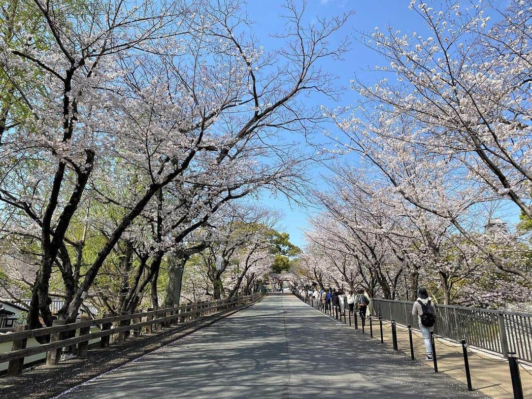 熊本城のインスタグラム：「【熊本城　桜開花ニュース🌸】 ～熊本城の桜が満開です～  今が見頃です。 お早めに！  #kumamoto #japan #japantrip #instagood #instagram #kumamotocastle #日本 #熊本 #熊本城 #加藤清正 #日本100名城 #熊本観光 #桜 #sakura #cherryblossom #blossom #flower #見ごろ #満開 #お早めに」