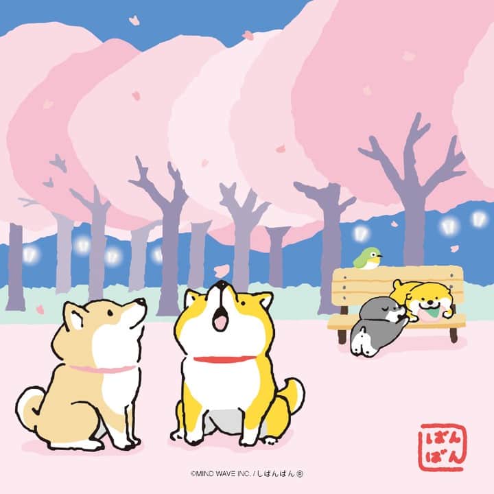 オオゴシヤステルのインスタグラム：「ご主人 今夜は夜桜散歩といきましょ〜🐾 〈ฅ `ᴥ´ ฅ〉〈ฅ `ᴥ´ ฅ〉  #桜の日 #満開  #今日のしばんばん #しばんばん #shibanban #むちころばんばん #muchicorobanban #微笑柴犬 #マインドウェイブ #mindwave #オオゴシヤステル #柴犬 #しばいぬ #sibainu #イラスト」