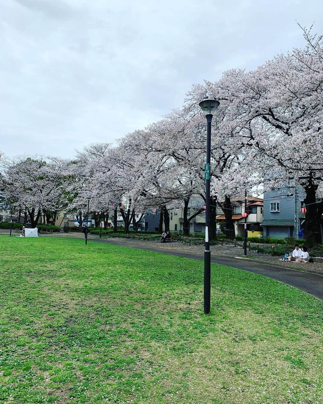 百千糸のインスタグラム：「生憎の曇り空だったけど、桜満開🌸」