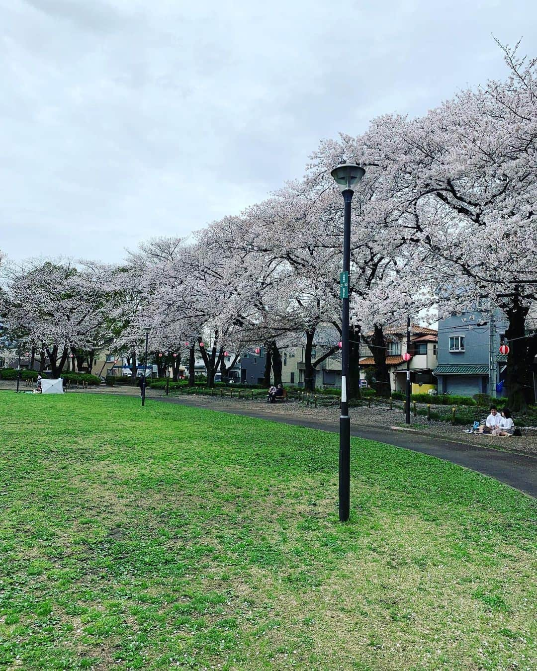 百千糸さんのインスタグラム写真 - (百千糸Instagram)「生憎の曇り空だったけど、桜満開🌸」3月27日 17時46分 - junko_ichida