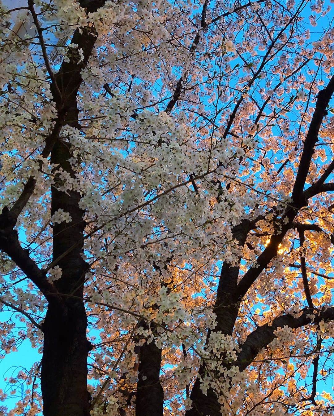 榊山敬代さんのインスタグラム写真 - (榊山敬代Instagram)「🌸🍷… ・　　 今年は桜の開花 がはやいですね  ということで 渋滞している 画像スキップ しまして桜の 画像記録の巻  この日は咲き始めた 先週のひとコマにて ポカポカ陽気でした ので急きょお花見散 歩にでかけてみたの ですが途中１５年ぶ り位のお久しぶりな 方に遭遇しましてま たもやドッキリの巻  雰囲気が大分変わりまし たねと地味で弱気だった 時代を知っていらっしゃ る方なので恥ずかしいよ うな貴重なような覚えて いてくださって嬉しく思 いましたひとコマでした  さてこの日は以前から 気になっていた日本酒 のお店にも寄りまして 店頭に出ていない種類 もサービスいただいた りと１０種類程の日本 酒を飲み比べましたが 北海道の日本酒が意外 にもおいしくて新発見  画像は二軒目のお店にて 桜があまりにも見頃でし たので帰り道寄り道乾杯  夜桜も幻想的ですが日が暮れる 頃の青の深い空に映るさくらも  心に染み入る鮮やか な色彩の世界でした  #🌸 #春 #spring  #さくら #桜 #CherryBlossoms #sakura #Tokyo #東京 #六本木 #roppongi #view #夜空 #Sky #art  #お花見 #お花見スポット #最近ついてる #毎日がスペシャル #人生一度きり #人生楽しもう #東京大好き #日本画家 の #外出こんなもん #日本酒好き #ワイン大好き #ワイン #wine」3月27日 17時53分 - sakakiyamatakayo