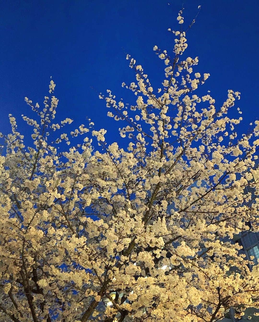 榊山敬代さんのインスタグラム写真 - (榊山敬代Instagram)「🌸🍷… ・　　 今年は桜の開花 がはやいですね  ということで 渋滞している 画像スキップ しまして桜の 画像記録の巻  この日は咲き始めた 先週のひとコマにて ポカポカ陽気でした ので急きょお花見散 歩にでかけてみたの ですが途中１５年ぶ り位のお久しぶりな 方に遭遇しましてま たもやドッキリの巻  雰囲気が大分変わりまし たねと地味で弱気だった 時代を知っていらっしゃ る方なので恥ずかしいよ うな貴重なような覚えて いてくださって嬉しく思 いましたひとコマでした  さてこの日は以前から 気になっていた日本酒 のお店にも寄りまして 店頭に出ていない種類 もサービスいただいた りと１０種類程の日本 酒を飲み比べましたが 北海道の日本酒が意外 にもおいしくて新発見  画像は二軒目のお店にて 桜があまりにも見頃でし たので帰り道寄り道乾杯  夜桜も幻想的ですが日が暮れる 頃の青の深い空に映るさくらも  心に染み入る鮮やか な色彩の世界でした  #🌸 #春 #spring  #さくら #桜 #CherryBlossoms #sakura #Tokyo #東京 #六本木 #roppongi #view #夜空 #Sky #art  #お花見 #お花見スポット #最近ついてる #毎日がスペシャル #人生一度きり #人生楽しもう #東京大好き #日本画家 の #外出こんなもん #日本酒好き #ワイン大好き #ワイン #wine」3月27日 17時53分 - sakakiyamatakayo